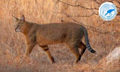 Резерватта мәлін жүр