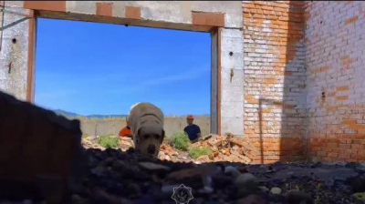 ШҚО-да құтқарушы иттер аттестациядан өтті