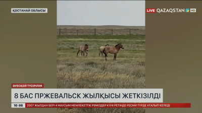 Қостанай облысына Чехия мен Венгрия елдерінен 8 бас Пржевальск жылқысы жеткізілді