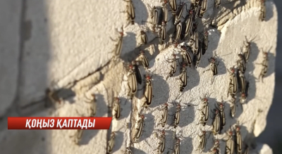 Абай облысында ала қоңыз қаптады