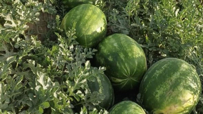 &quot;Салмағы 15 келіге дейін жетеді&quot;: Түркістан облысында қарбыз жылдағыдан ерте пісті (фото)