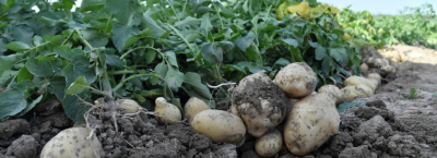 Түркістан облысындағы егін алқабы 907 мың гектарға жетті