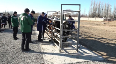 Сауран ауданында ветеринария саласы цифрландырылды