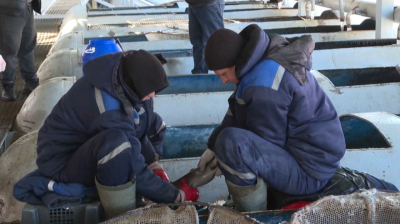 Елімізде қолда өсірілген балық көлемі артты