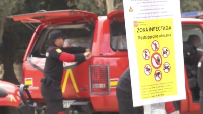 Африкалық доңыз обасы дендеп барады