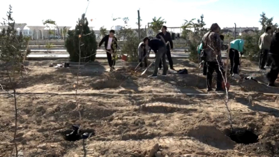 Ақтауда жастар саябаққа тал екті