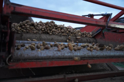 Ауыл шаруашылығының жалпы өнімі 5,4%-ға артқан