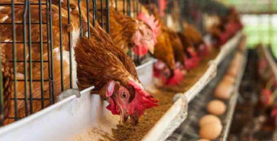 Құны 9 млрд теңге болатын құс фабрикасы салынады