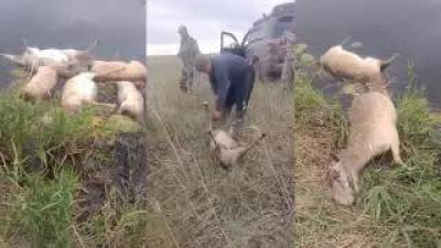 Ақтөбе облысында үш күнде 108 киік қырылды: Жануарлар бір-бірін таптап кеткен