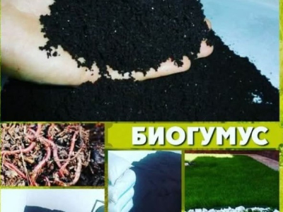 Шұбалшаң өсірудің шебері