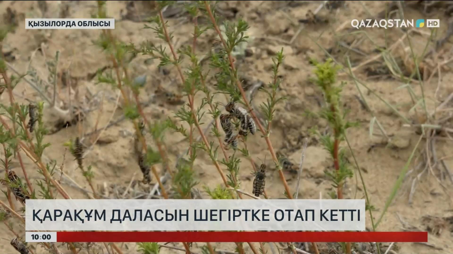 Қызылорда облысында Қарақұм даласын шегіртке отап кетті