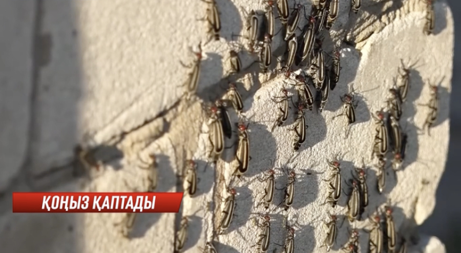 Абай облысында ала қоңыз қаптады