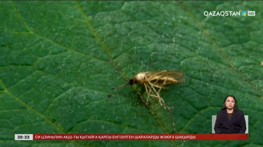 Солтүстік Қазақстан облысында маса әдеттегіден көбейіп кеткен
