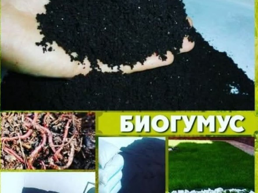 Шұбалшаң өсірудің шебері