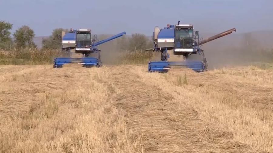 Жетісу облысында күріш ору науқаны қызып тұр